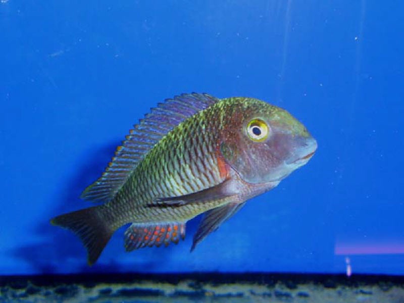 Tropheus moorii 'Molwe'